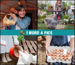 4 pics 1 word level 142 answer chicken